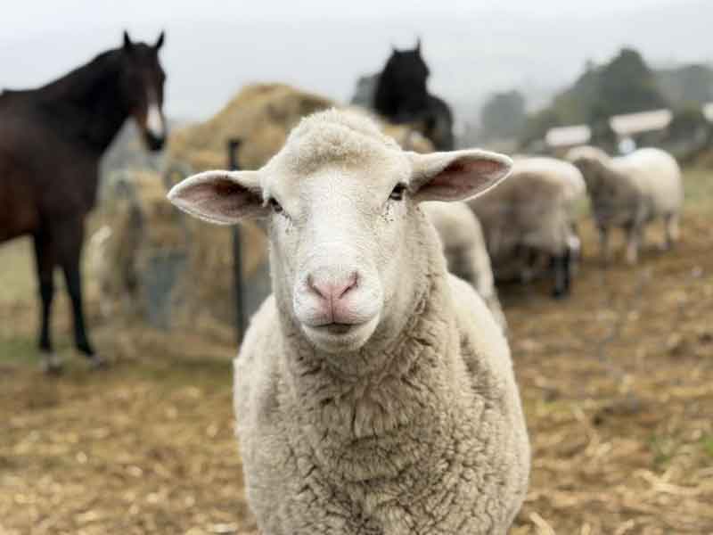 Brightside Farm Sanctuary Tasmania