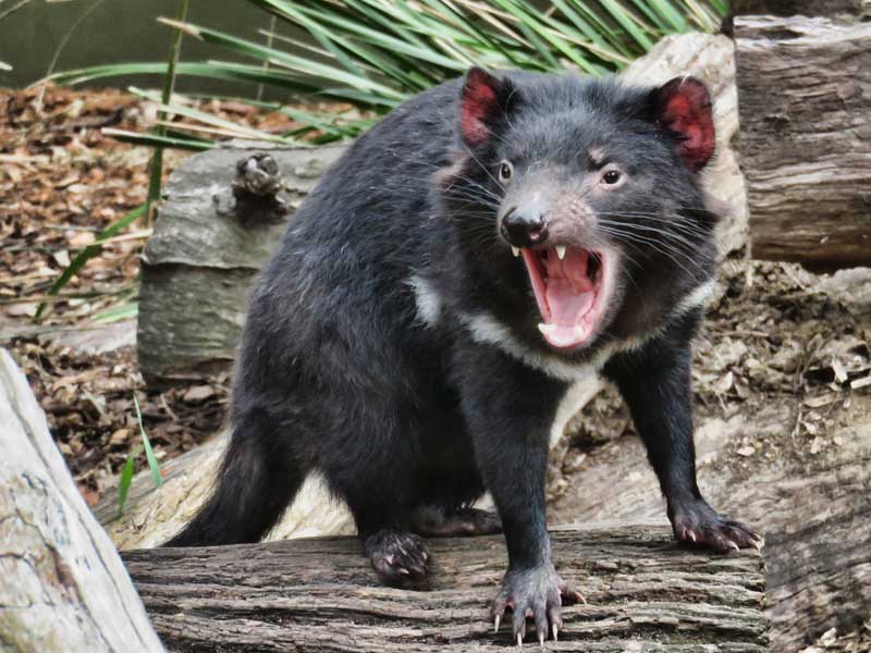 East Coast Natureworld Tasmania