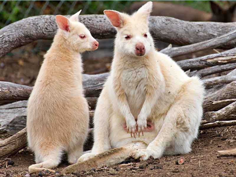 Hobart Zoo & Aquarium