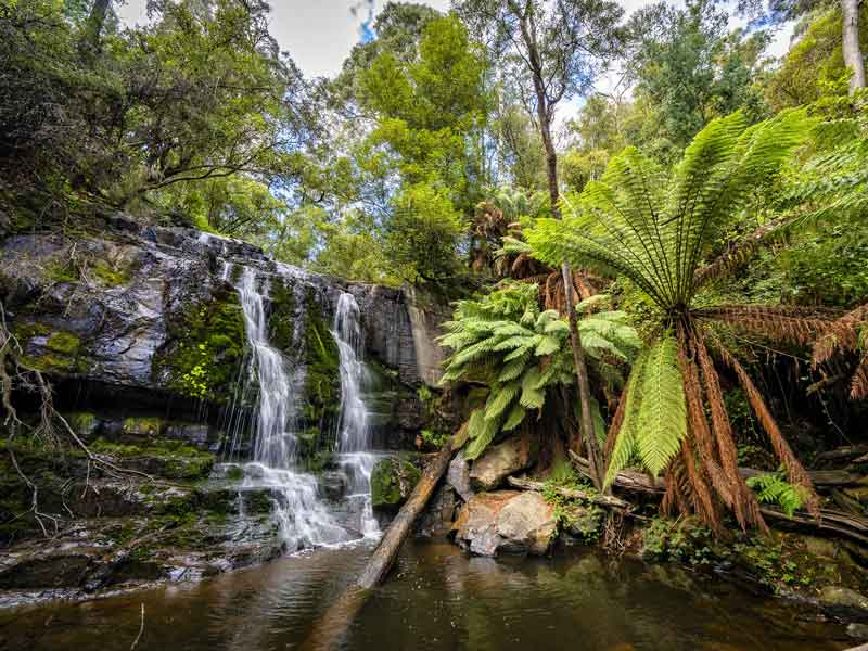 Lilydale Falls Reserve Tasmania