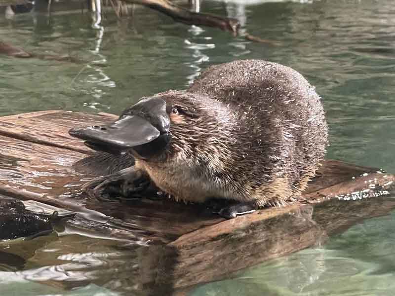Platypus House Tasmania