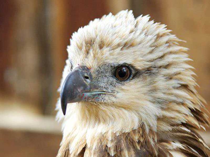 Raptor Refuge Tasmania