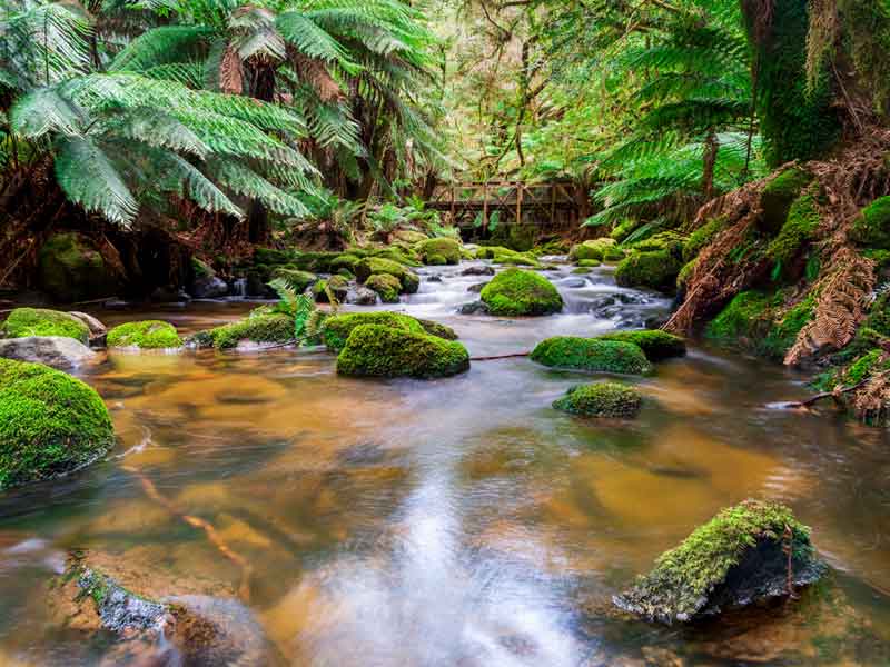 St Columba Falls Tasmania