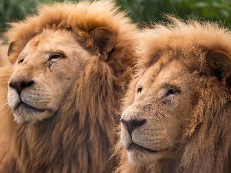 Tasmania Zoo