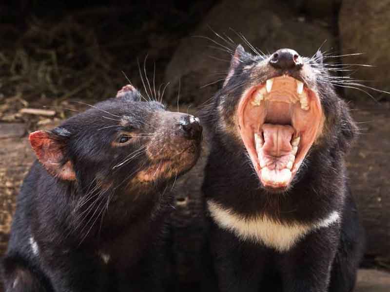 Tasmanian Devil Unzoo Tasmania