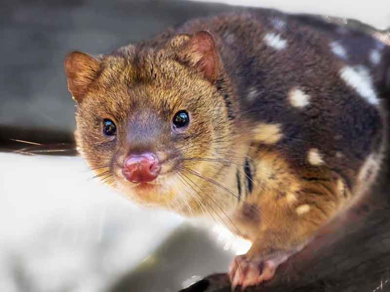 Trowunna Wildlife Sanctuary Tasmania