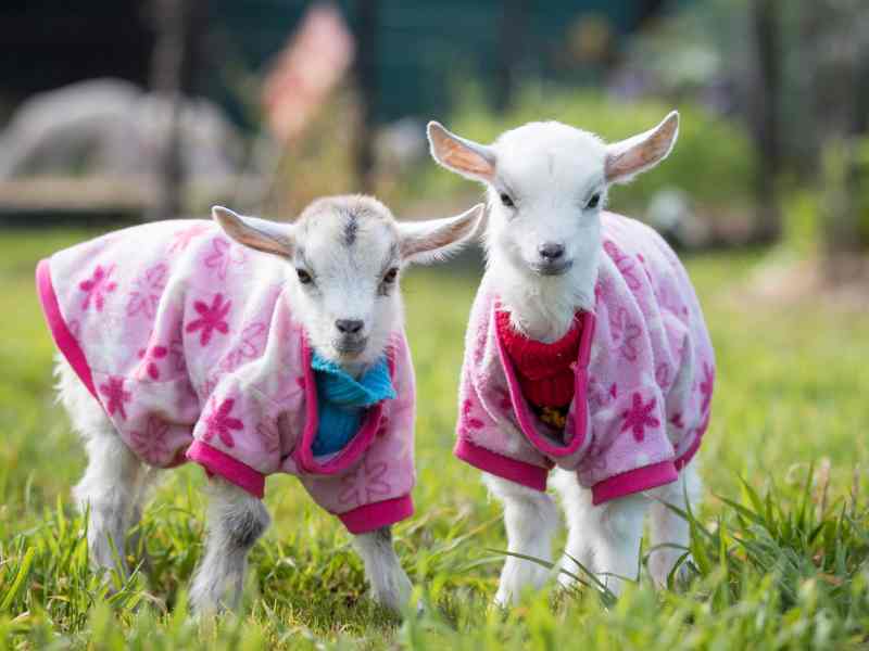 Edgar’s Mission Animal Sanctuary