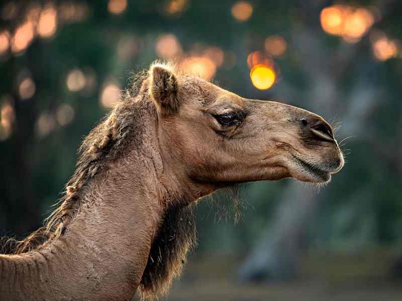 Galahad's Animal Sanctuary Victoria