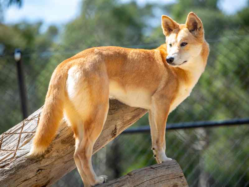 Great Ocean Road Wildlife Park