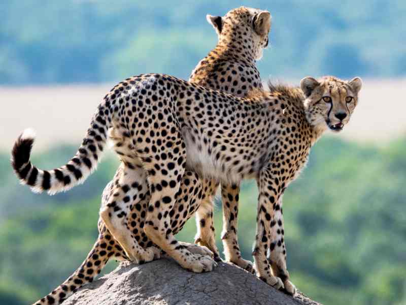 Halls Gap Zoo Victoria