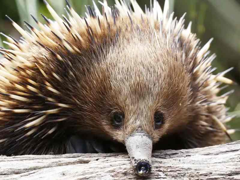 Healesville Sanctuary Victoria Australia