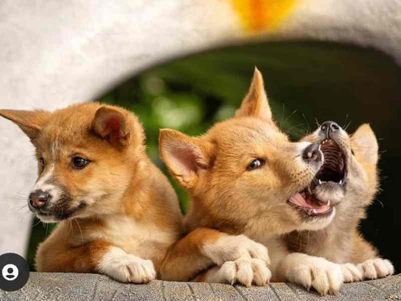 Jirrahlinga Dingo Conservation & Wildlife Centre Victoria