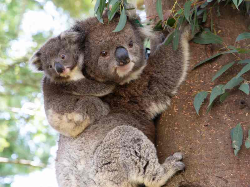Koala Conservation Reserve Victoria