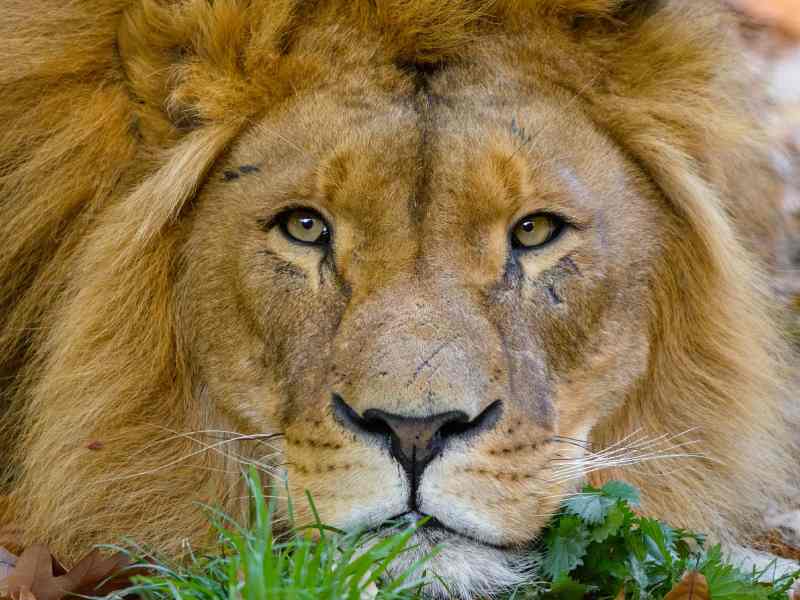 Mansfield Zoo Victoria Australia