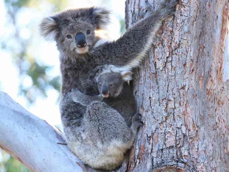 Maru Koala and Animal Park Victoria