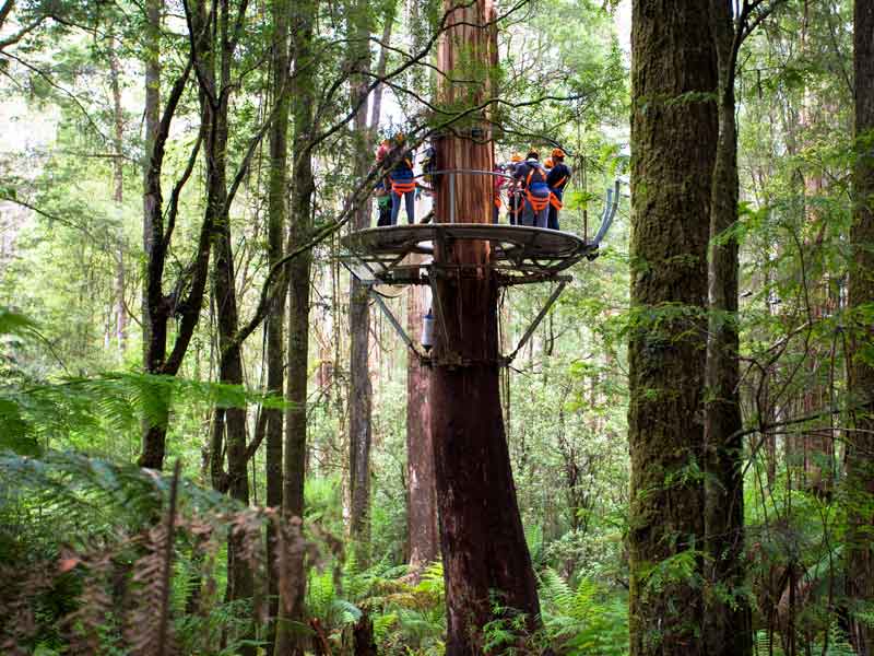 Otway Fly Treetop Adventures Victoria
