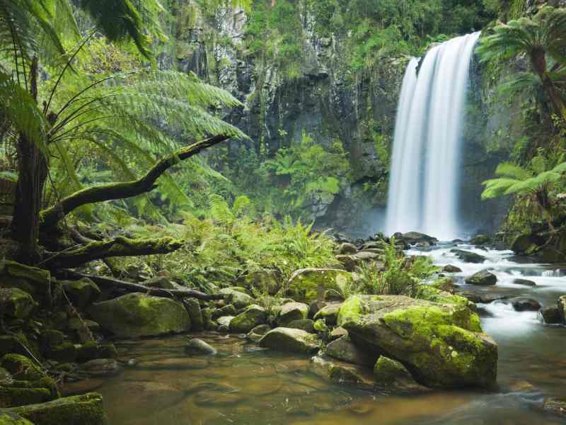 Otways National Park Victoria Australia