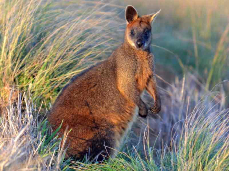 Phillip Island Wildlife Park