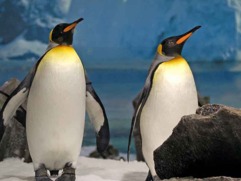 Sea Life Melbourne Aquarium Victoria