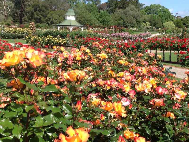 Victorian State Rose Garden Werribee Victoria