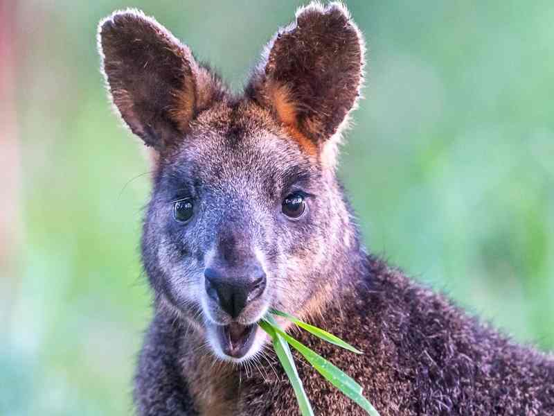 Wildlife Wonders Sanctuary