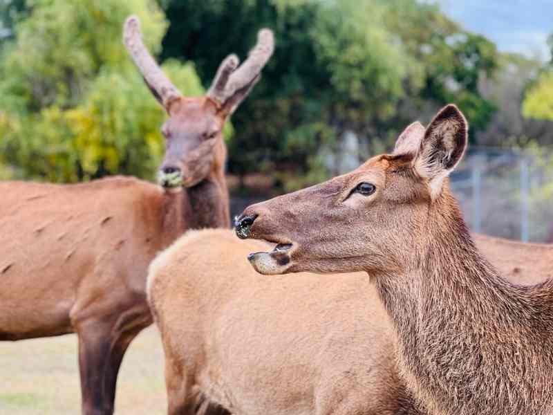 Willuna Sanctuary