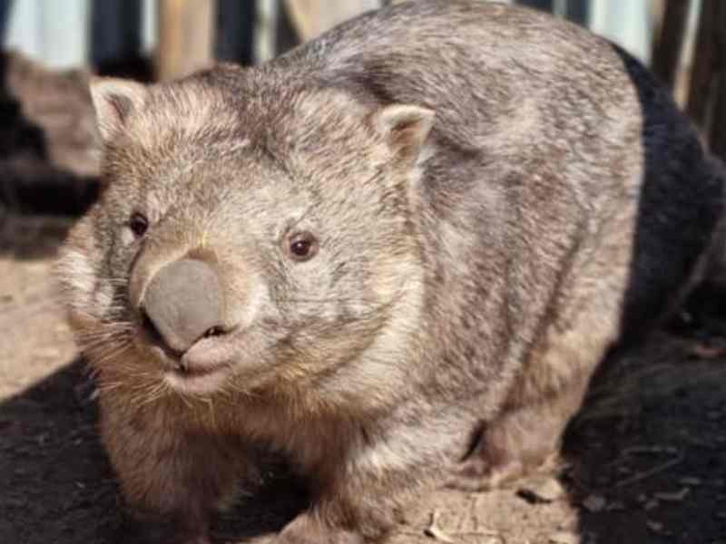 Yarra Valley Nocturnal Zoo