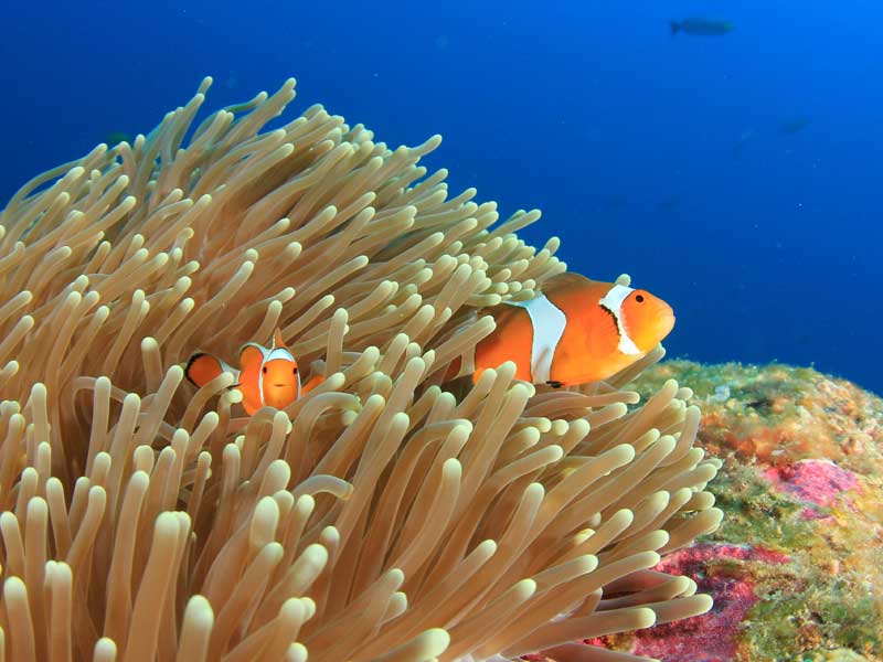 Aquarium of Western Australia