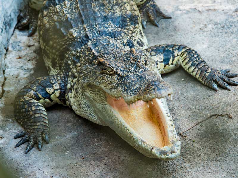 Armadale Reptile and Wildlife Centre Western Australia