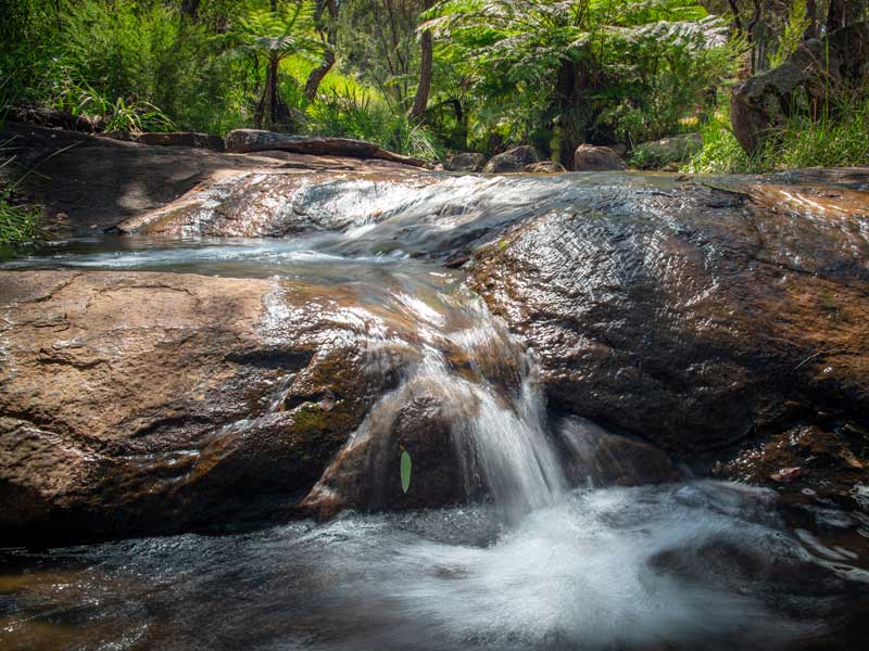Aruluen Botanic Park Perth Western Australia