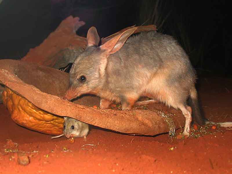 Barna Mia Nocturnal Wildlife Experience  Western Australia