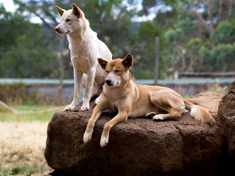 Bunbury Wildlife Park Western Australia