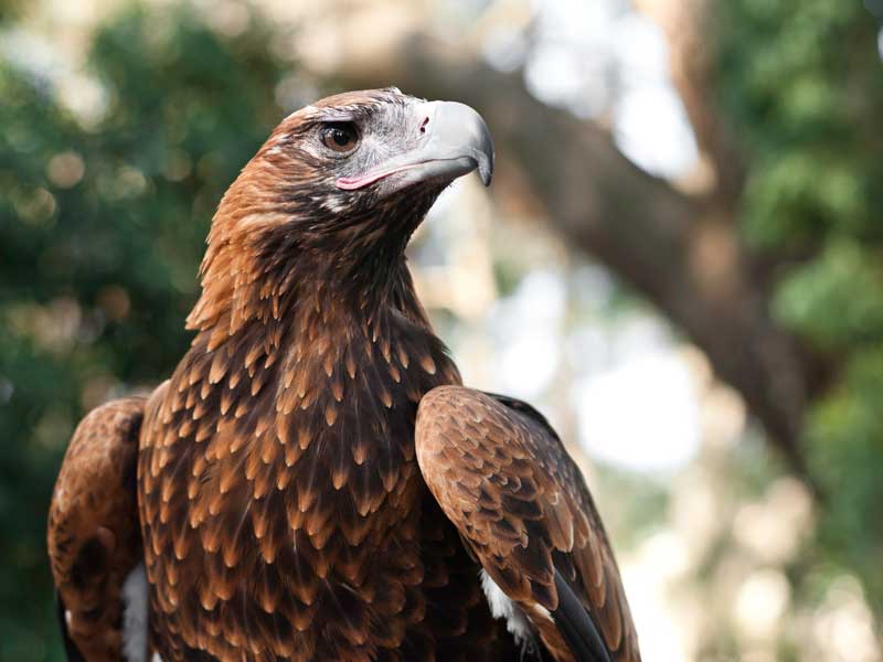 Capes Raptor Wildlife Centre West Australia