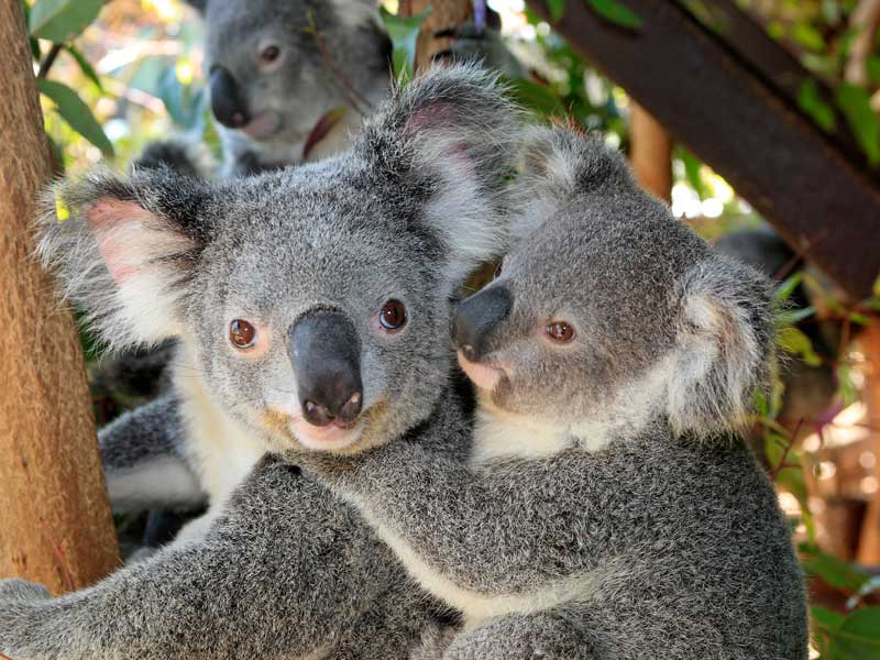 Caversham Wildlife Park Perth Western Australia