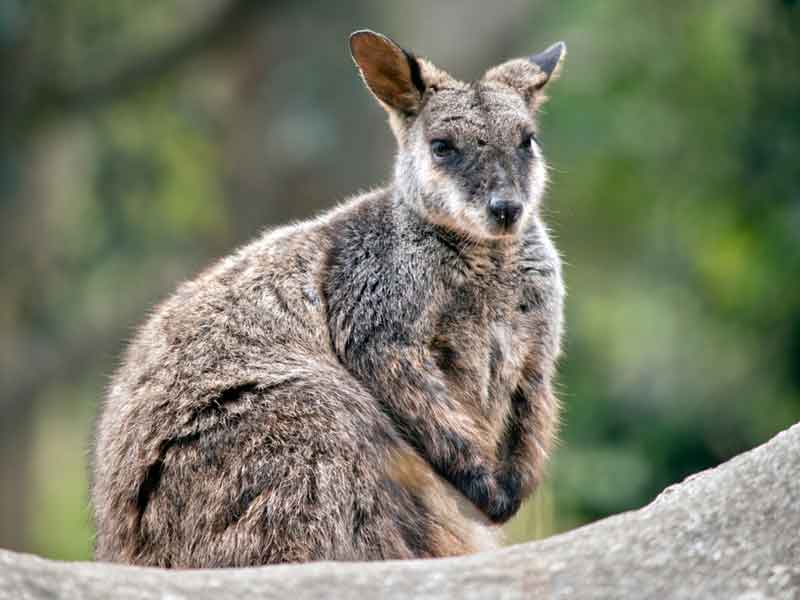 Cohunu Koala Park Western Australia