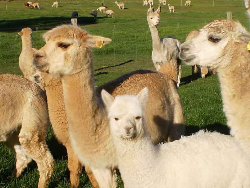 Denmark Animal Farm Western Australia