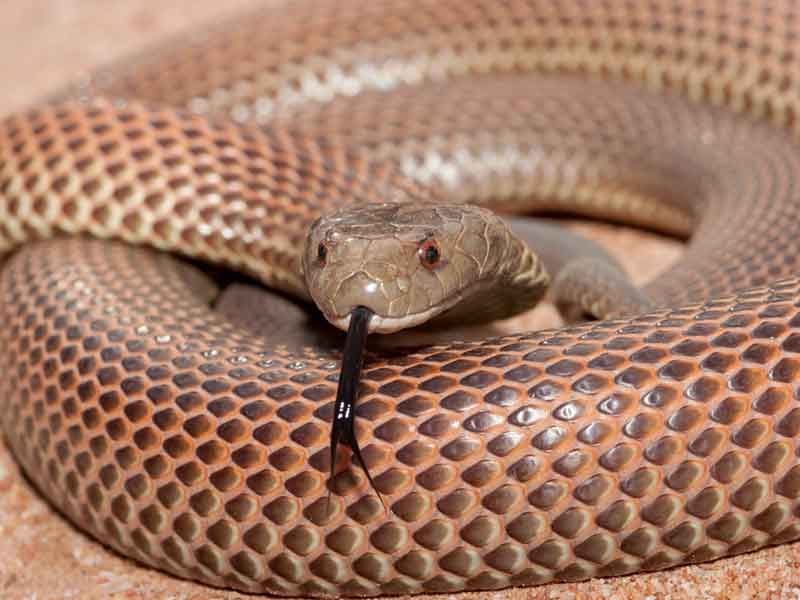 Discover Deadly Reptile Park Western Australia