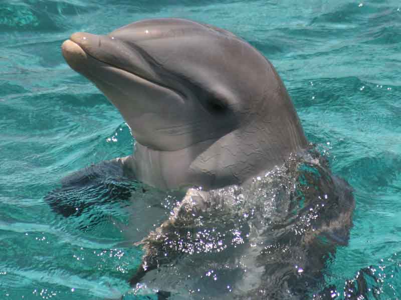 Dolphin Discovery Centre Western Australia
