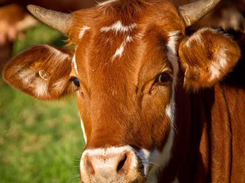 Greener Pastures Sanctuary Western Australia
