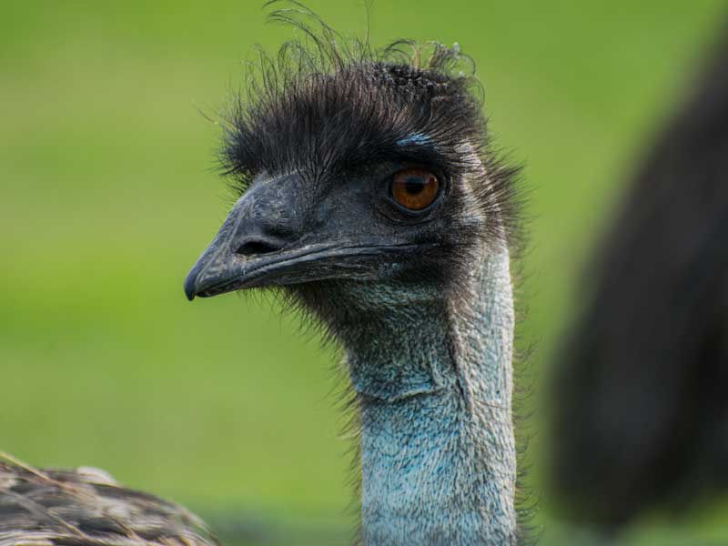 Greenough Wildlife Park Western Australia