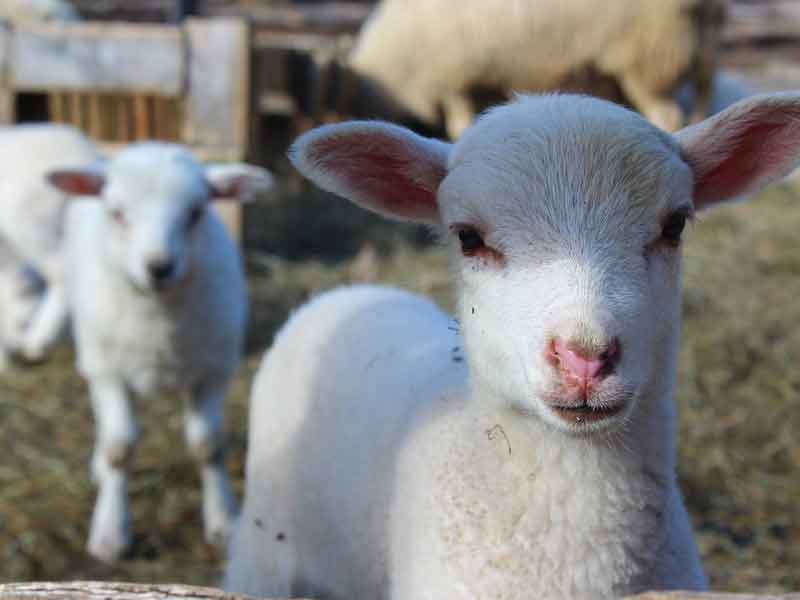 Happy Hooves Animal Sanctuary Western Australia