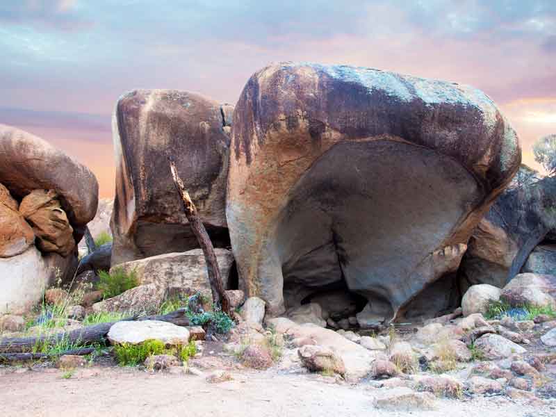 Hippos Yawn Western Australia