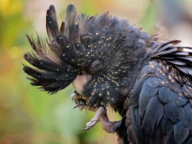 Kaarakin Black Cockatoo Conservation Centre