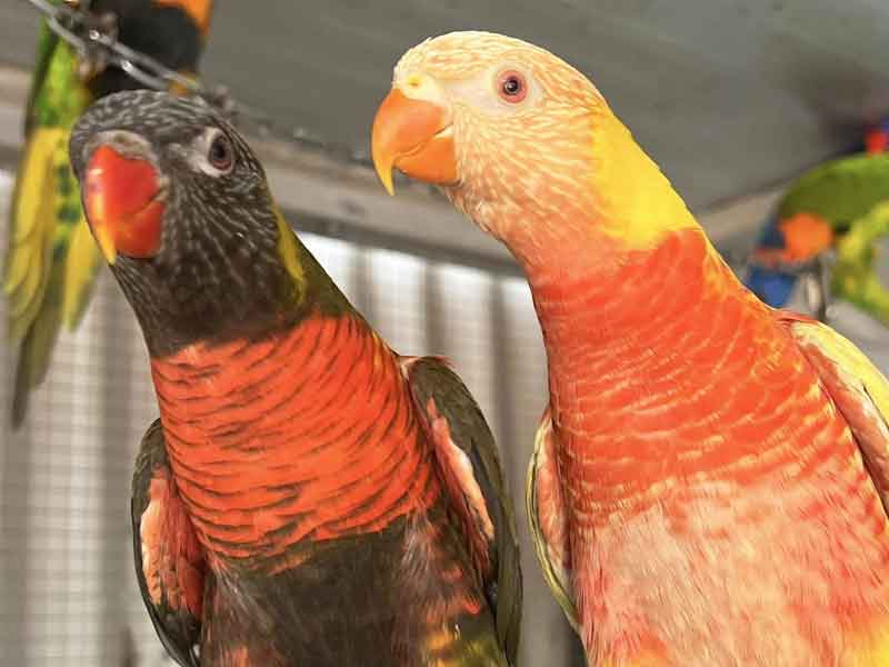 Kangaroo Haven Wildlife Rescue  Western Australia