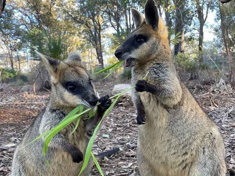 Kanyana Wildlife Sanctuary Western Australia