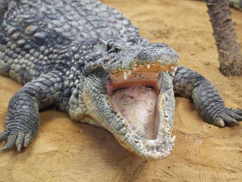 Malcolm Douglas Crocodile Park Western Australia