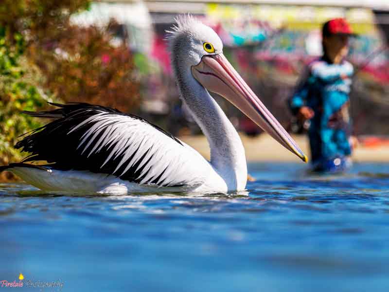 Melville Bird Sanctuary Western Australia