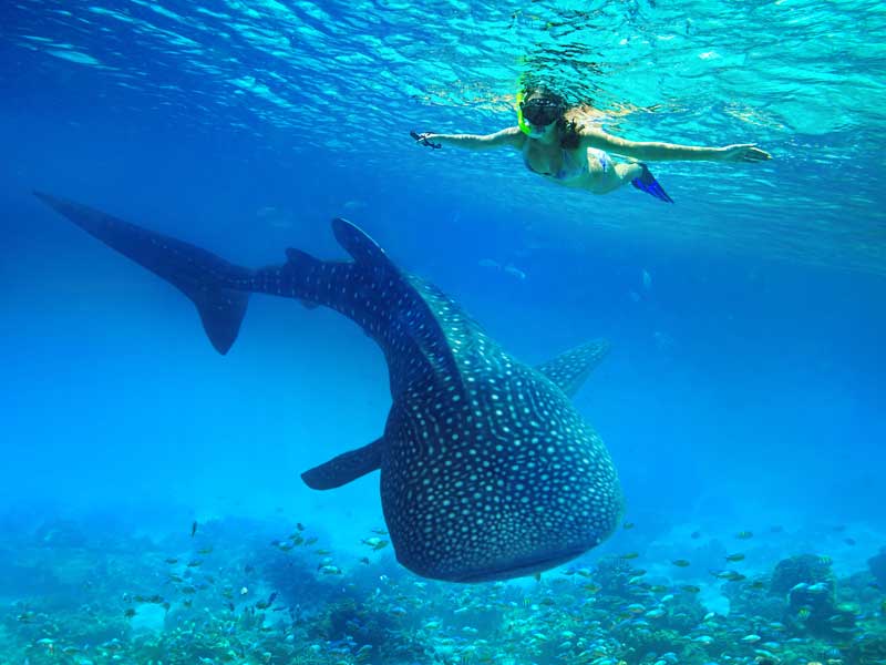 Ningaloo Reef Western Australia