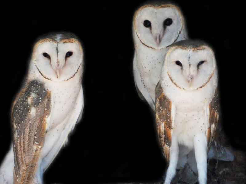 Parnana Pikurtu Wildlife Sanctuary  Western Australia