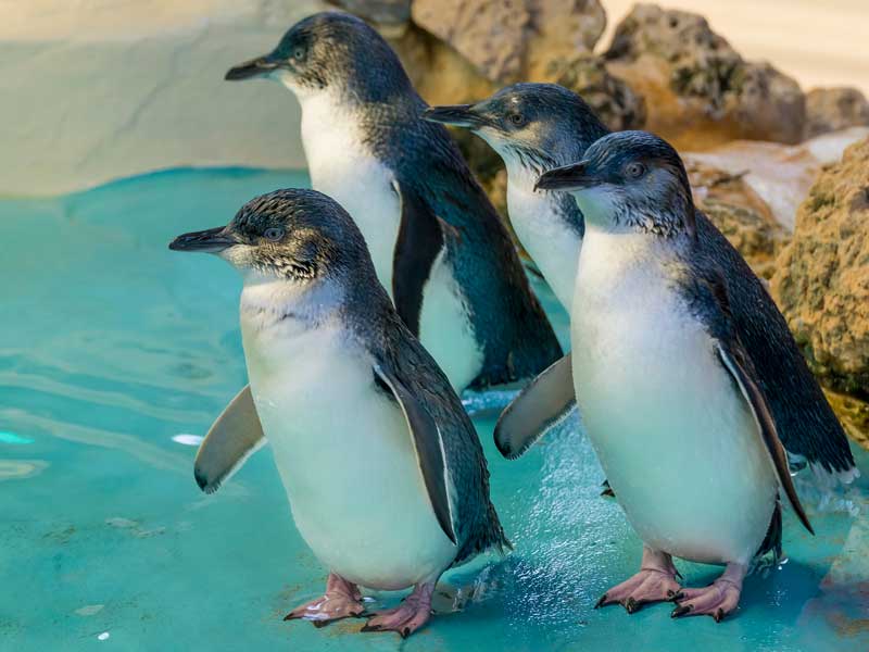 Penguin Island Western Australia